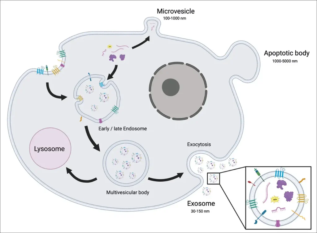 Exosome Tedavisi 1 Exosome